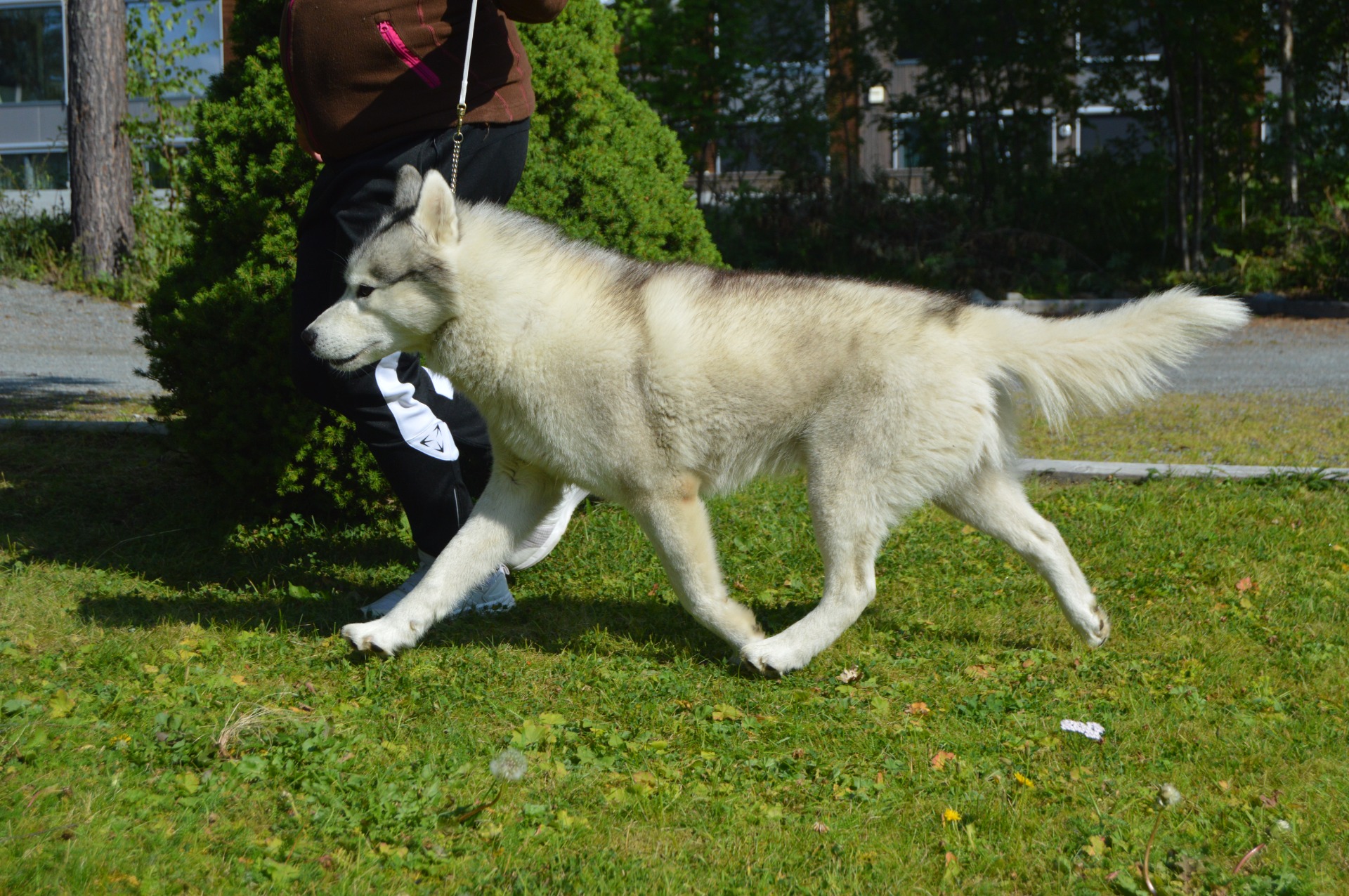 Siberian Husky