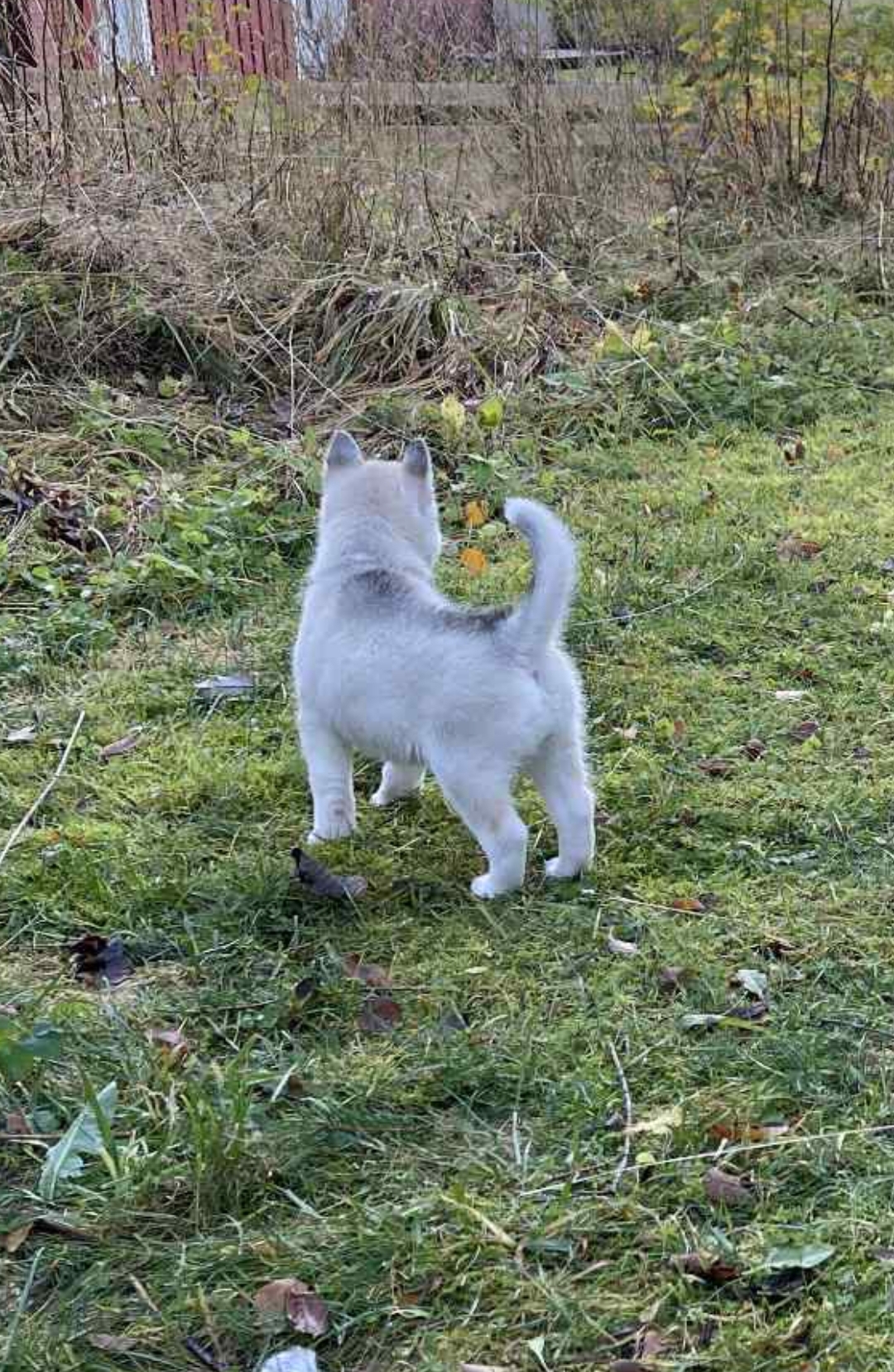 Fjelltroll Soltind Irmelin