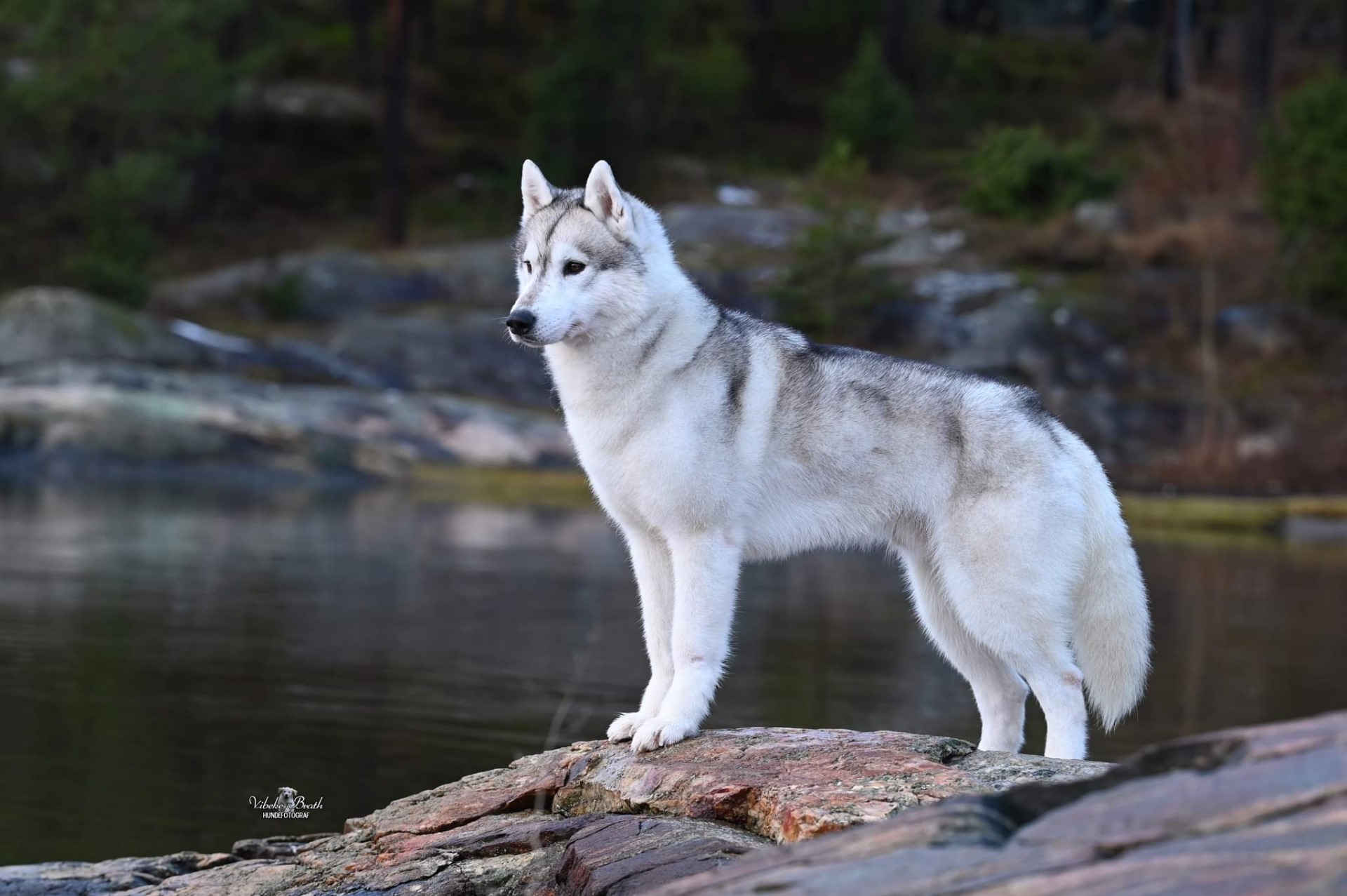 NO CH Bedarra Holy Crap On A Cracker