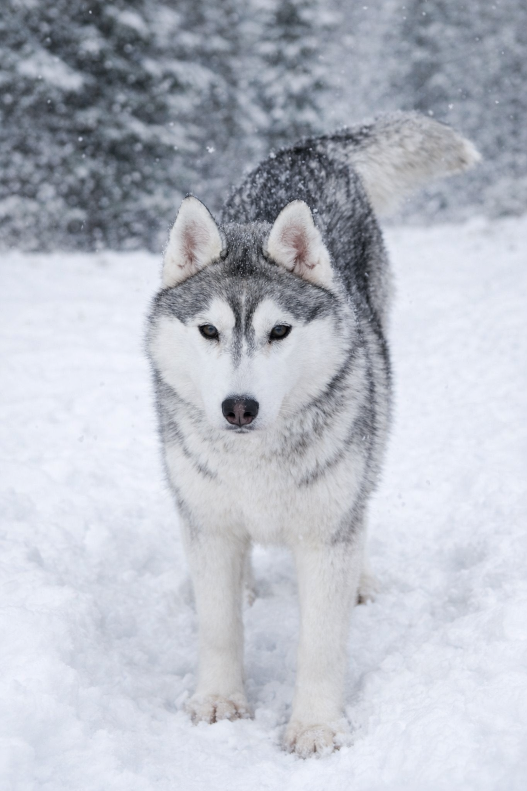Norwegian Vikings Freyja For Fjelltroll 