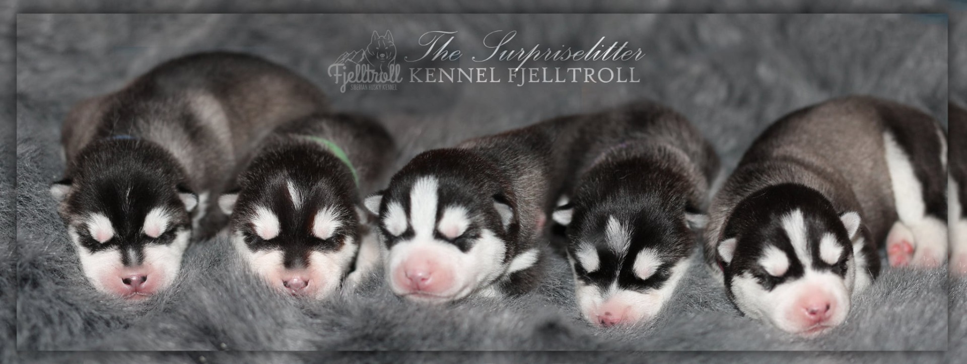 En ledig tispevalp etter Killian x Yggdrasil Ask. Leveringsklar uke 18.