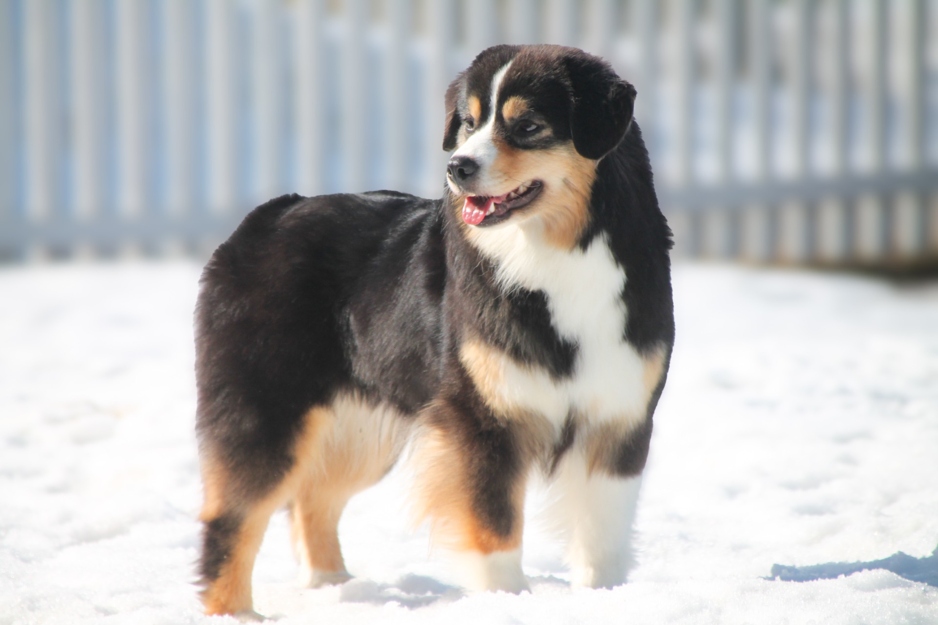 Kelemenki Until I Close My Eyes