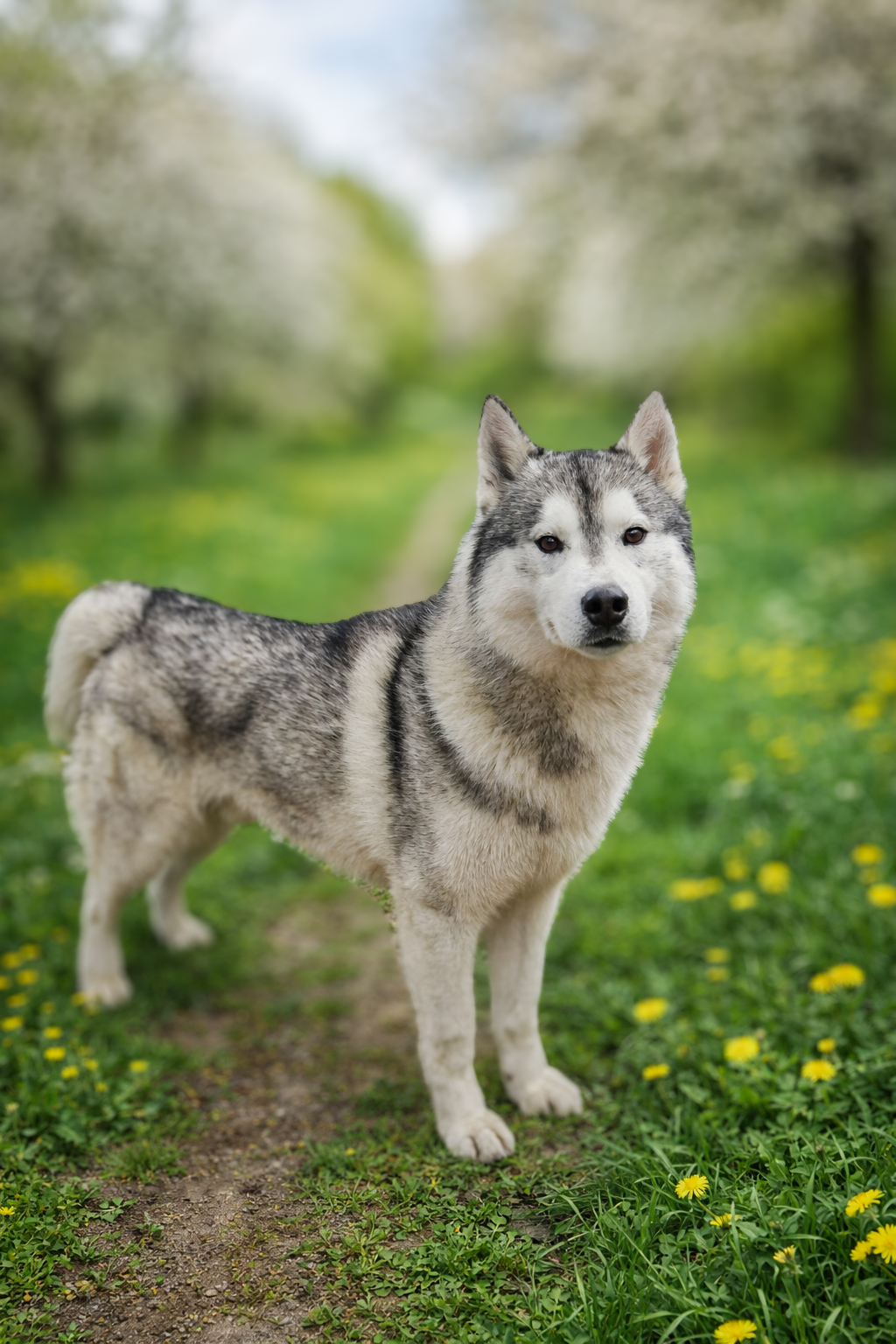 CH Brigimerci On The Top