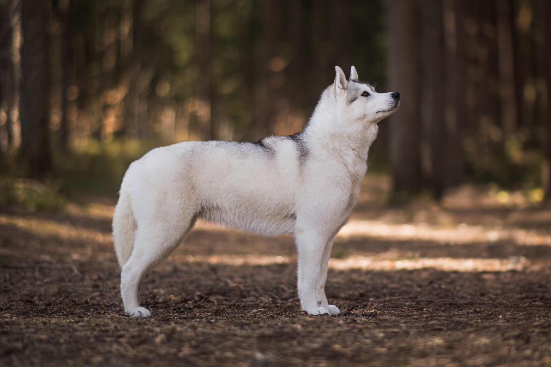 Fjelltroll Oops I'm Guilty