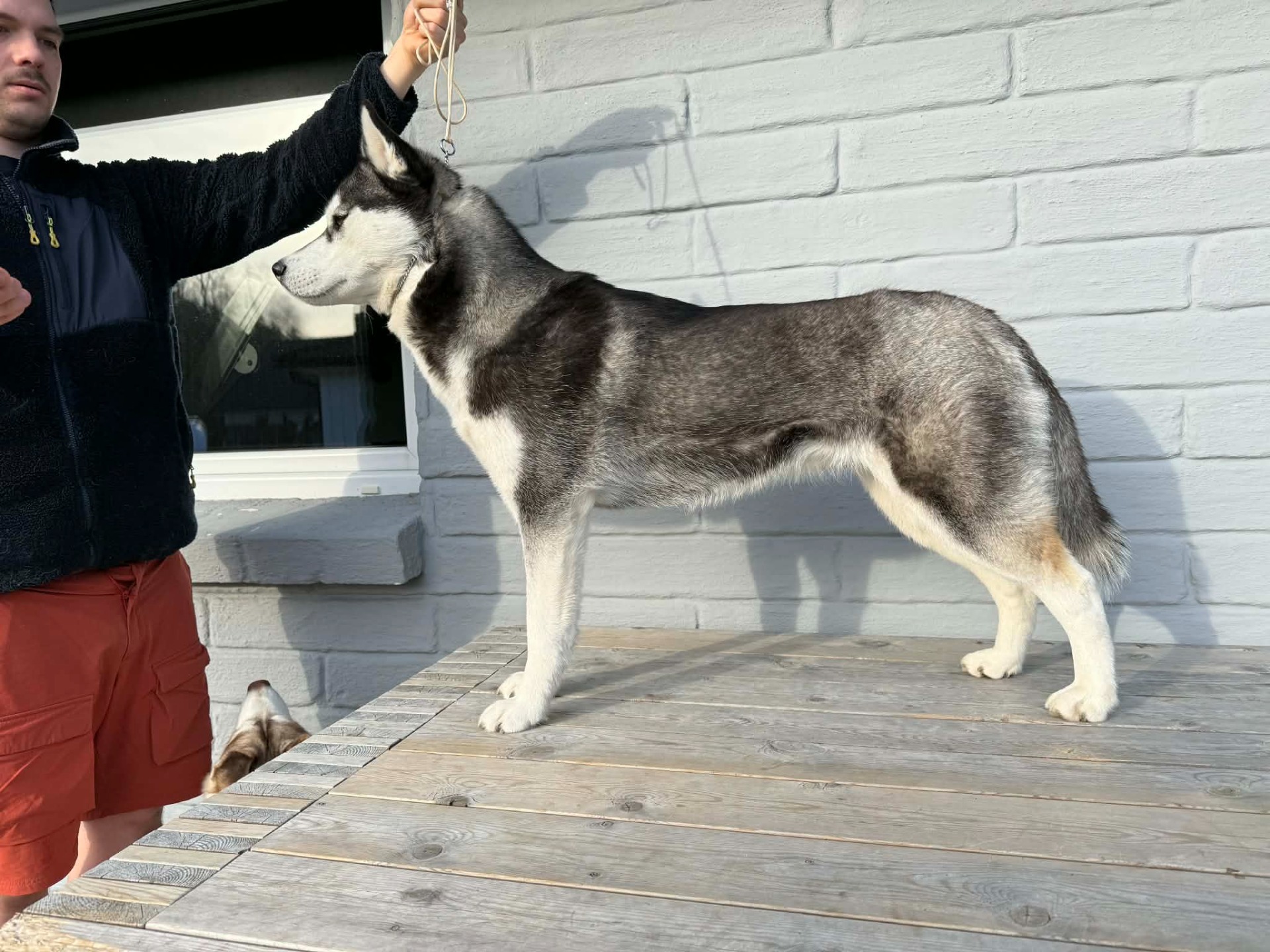 Fjelltroll Extraordinary Sassy