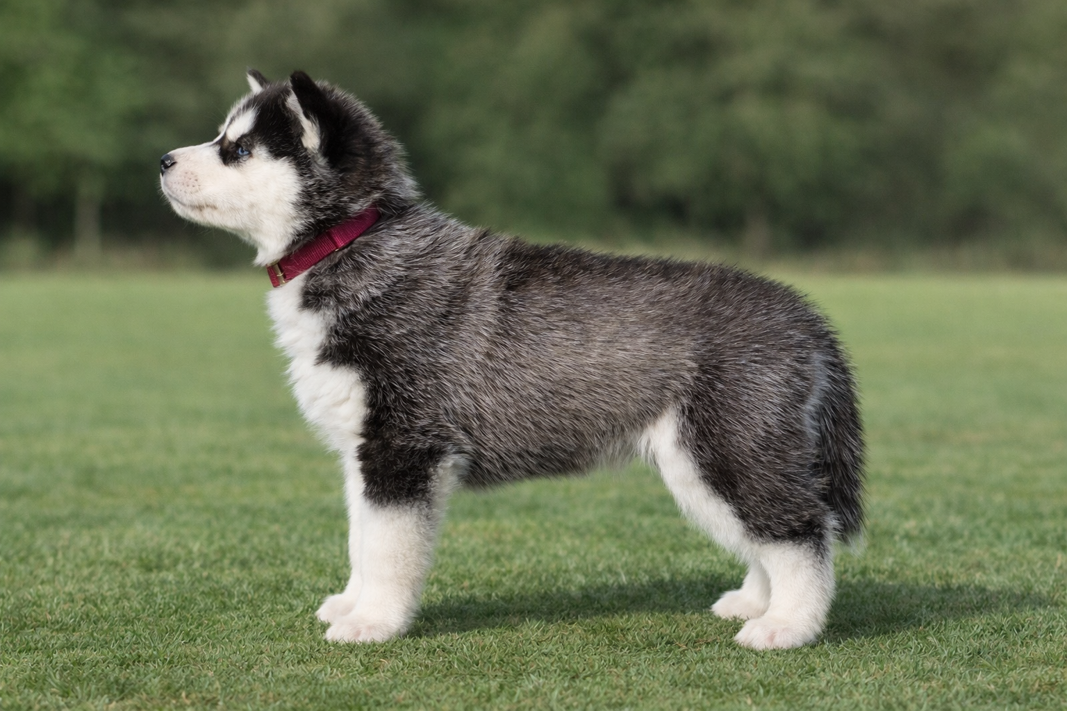 Fjelltroll Sudden Chaos