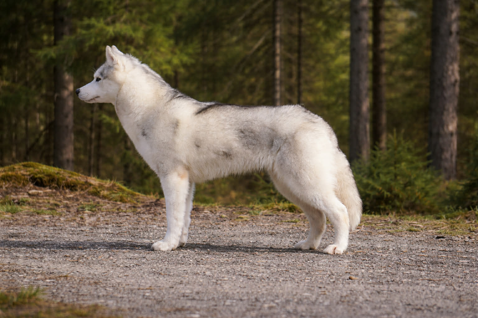 Norwegian Vikings Freyja For Fjelltroll 