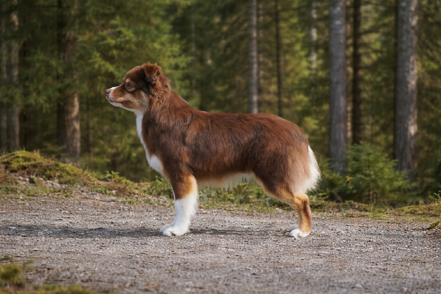 Royal Edition's American Dream