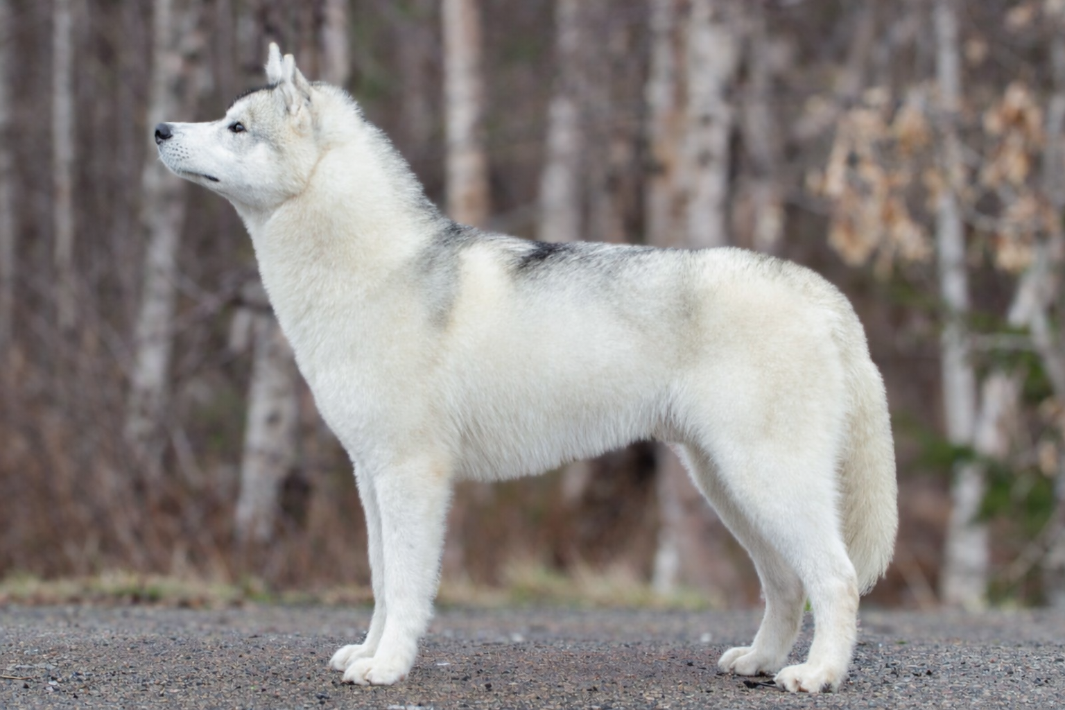 Snowmist's I'm Expensive