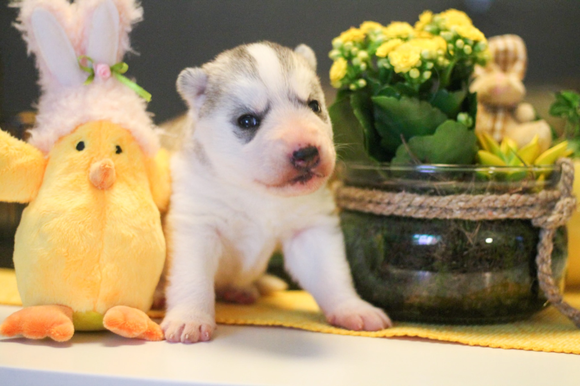 Fjelltroll Twice Cut Once Crowned