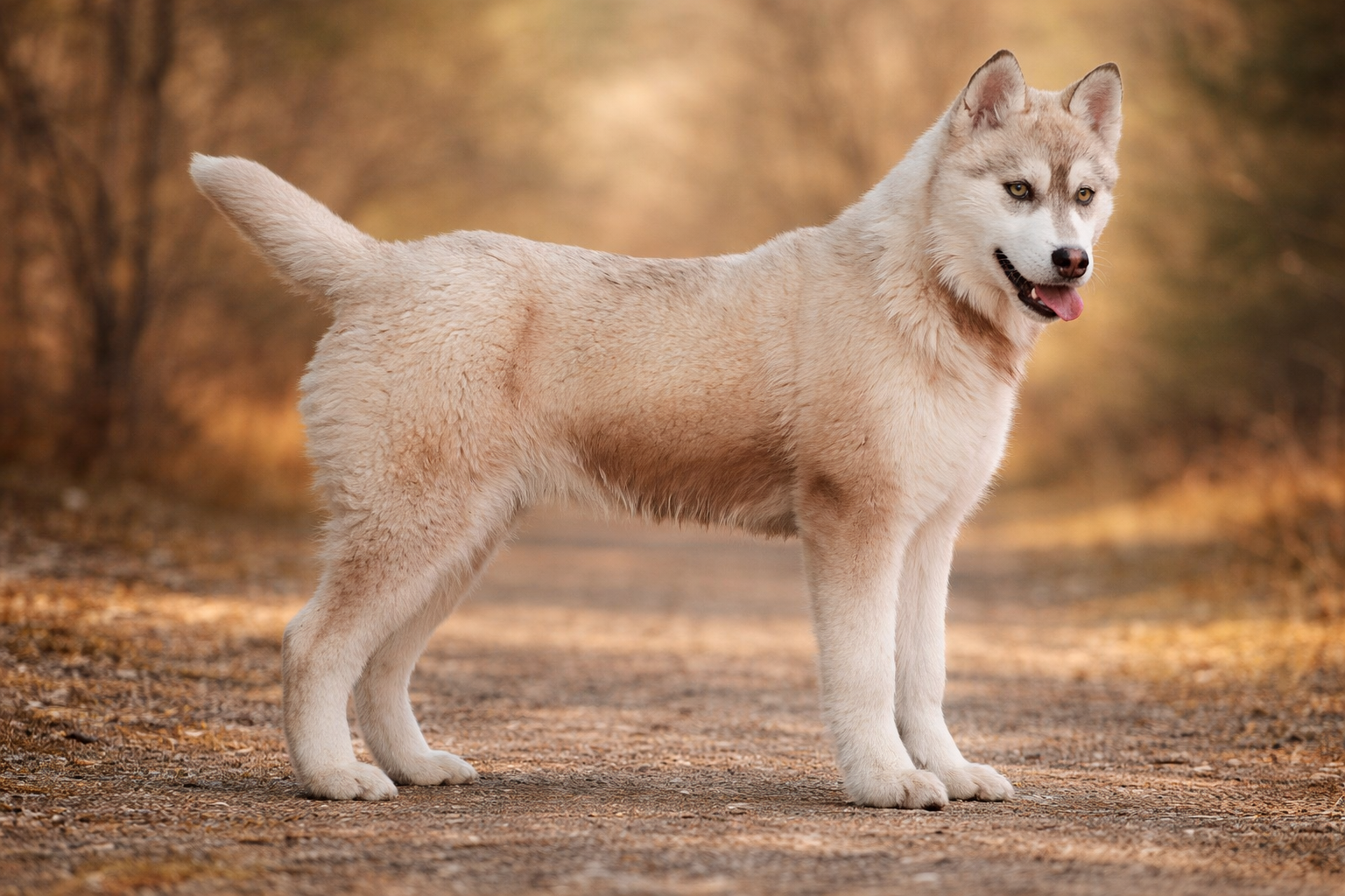 Norsemen Symphony's Iona 