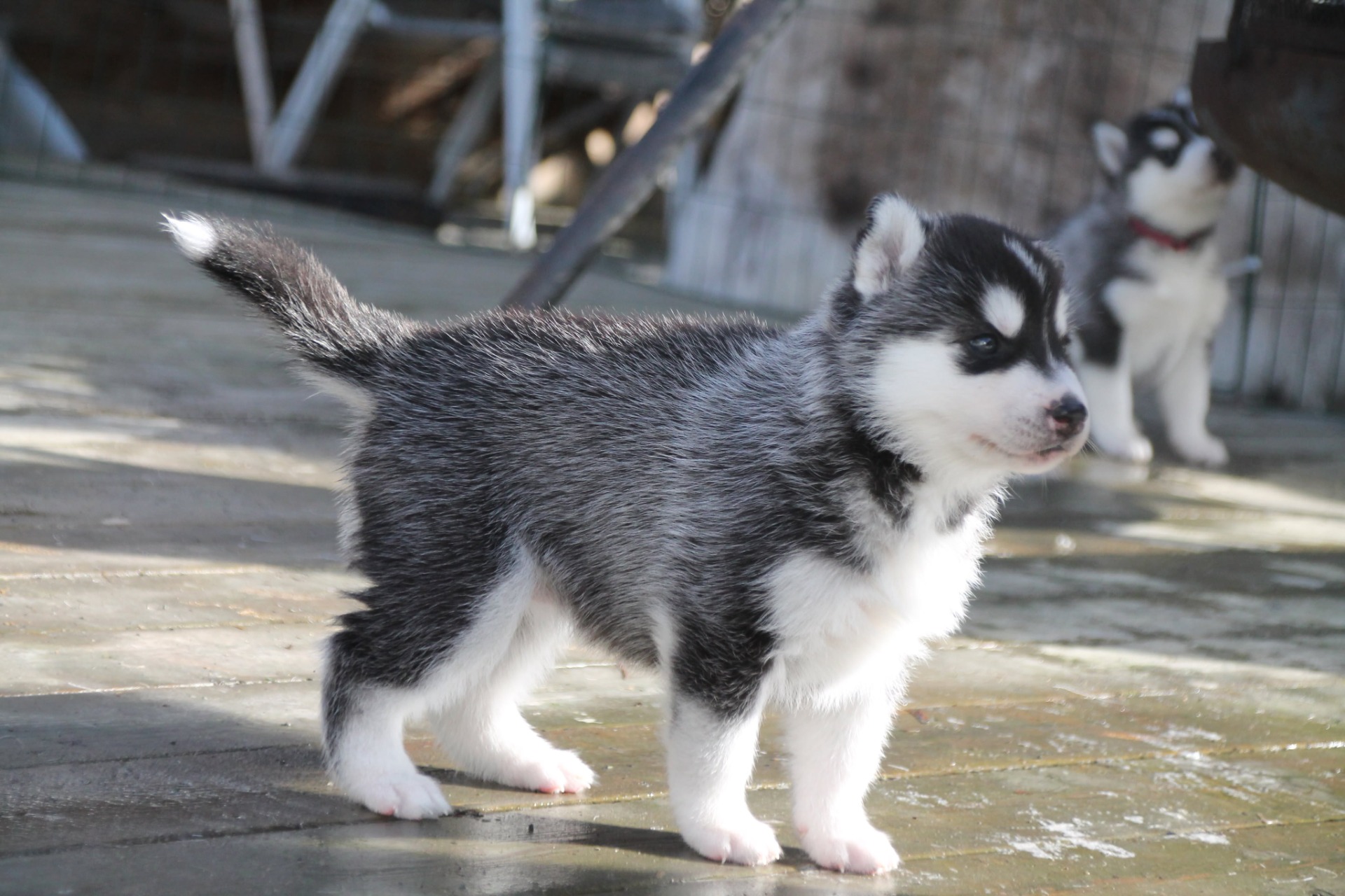 Fjelltroll Sudden Chaos