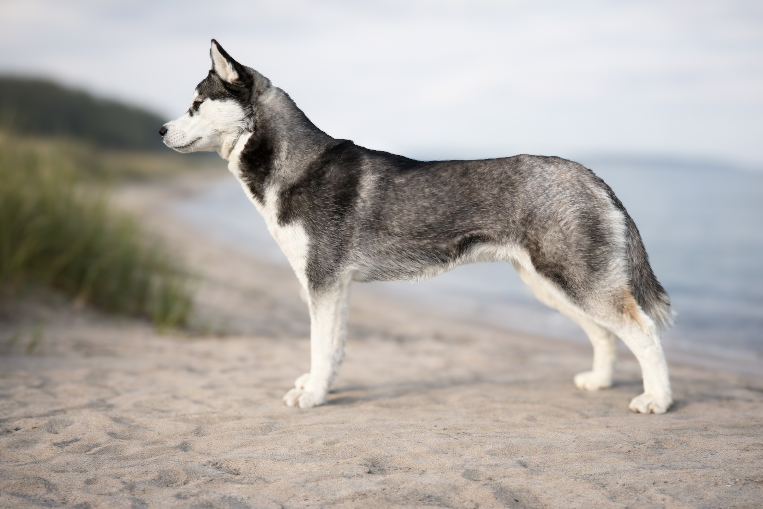 Fjelltroll Extraordinary Sassy